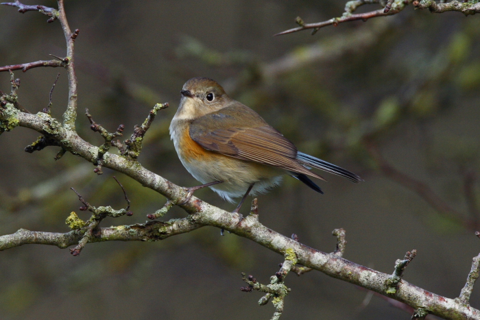 Red-flanked Bluetail