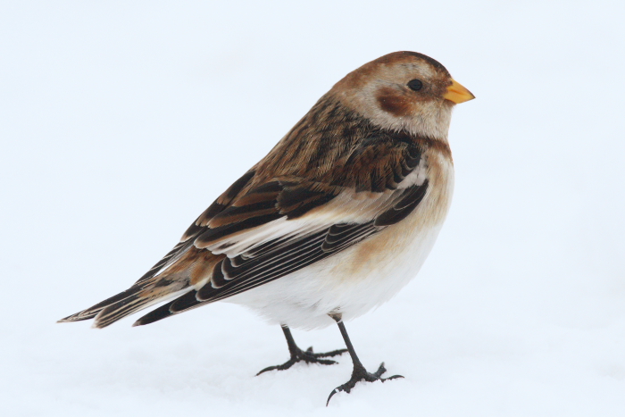 Snow Bunting