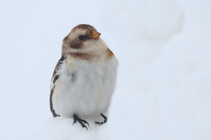 Snow Bunting