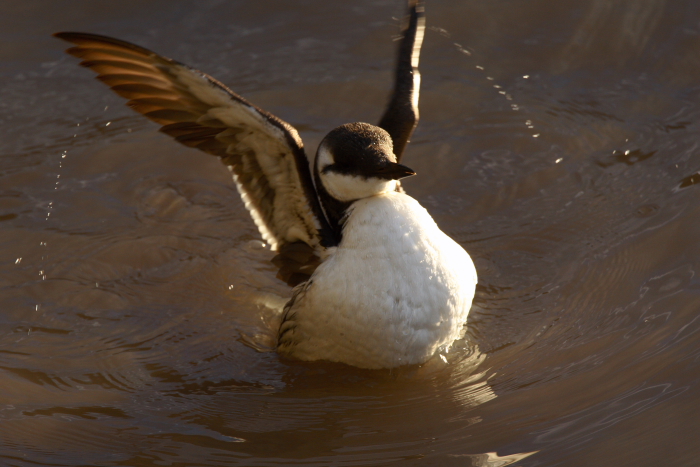 Guillemot