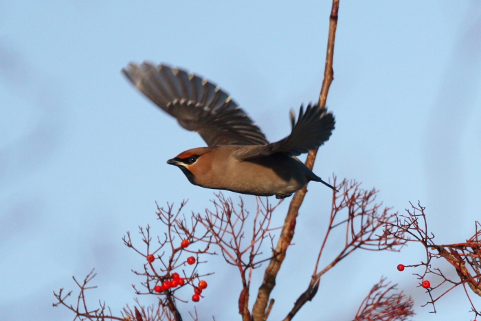 Waxwing
