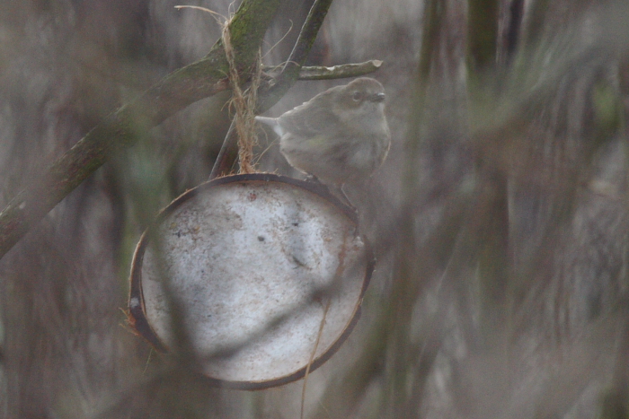 Myrtle Warbler