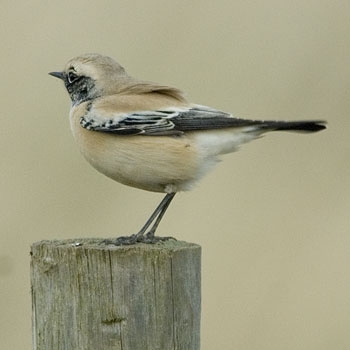 Desert Wheatear