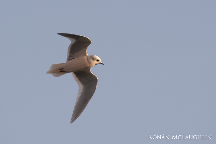 Ross's Gull
