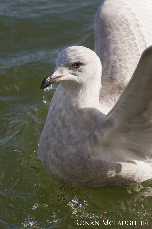 Kumlien's Gull
