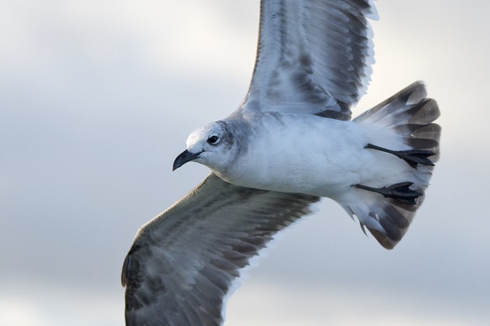 Laughing Gull