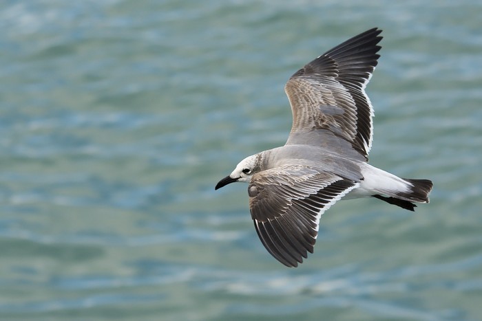 Laughing Gull