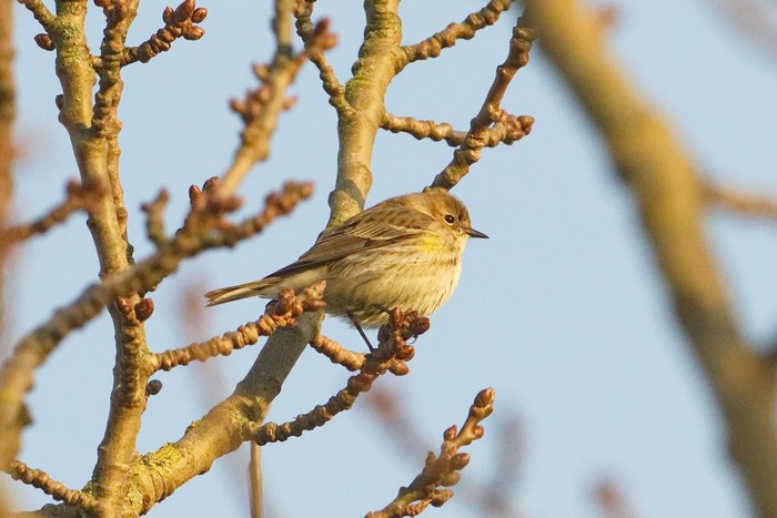 Myrtle Warbler