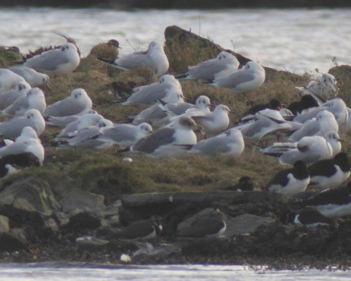 Azorean Yellow-legged Gull