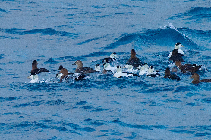 King Eider