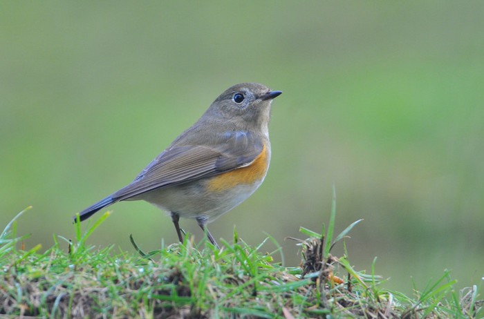 Red-flanked Bluetail