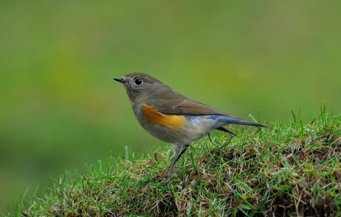Red-flanked Bluetail