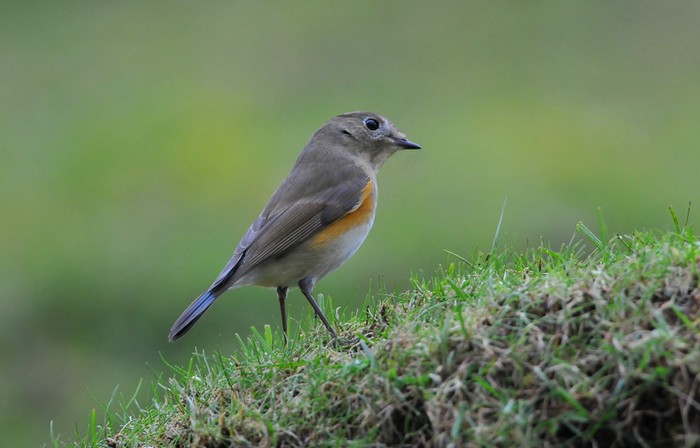 Red-flanked Bluetail