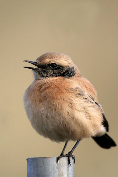 Desert Wheatear