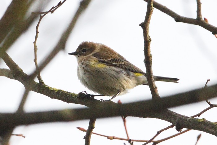 Myrtle Warbler