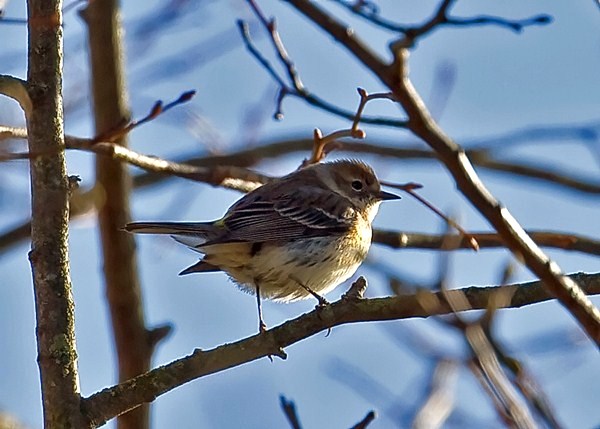 Myrtle Warbler