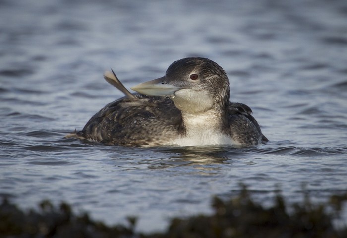 White-billed Diver