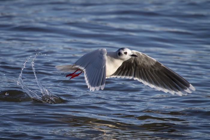 Little Gull
