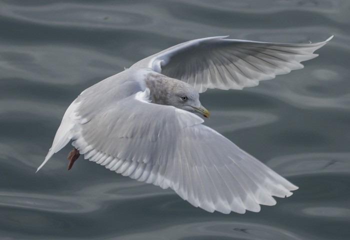 Iceland Gull