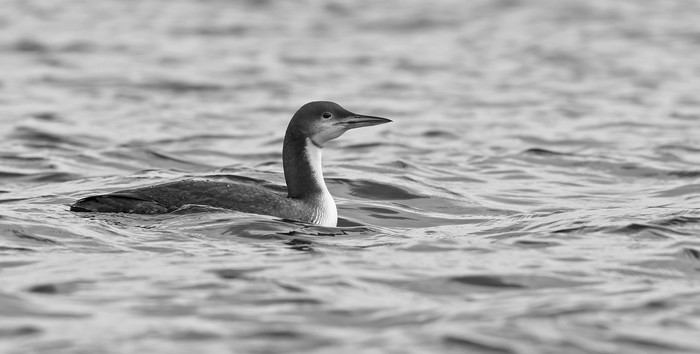 Pacific Diver