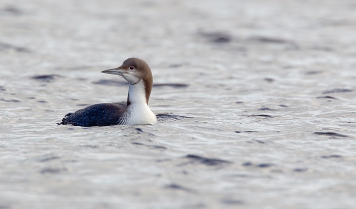 Pacific Diver