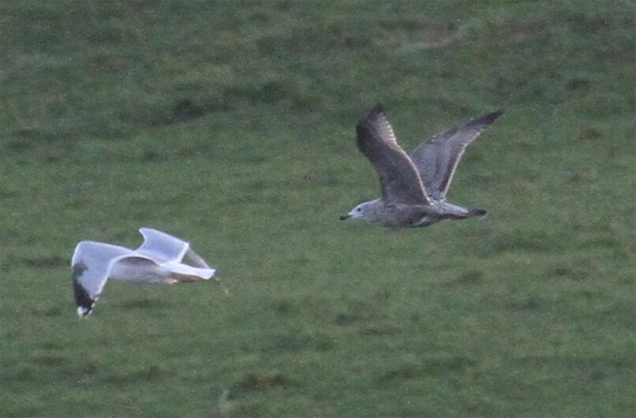 American Herring Gull