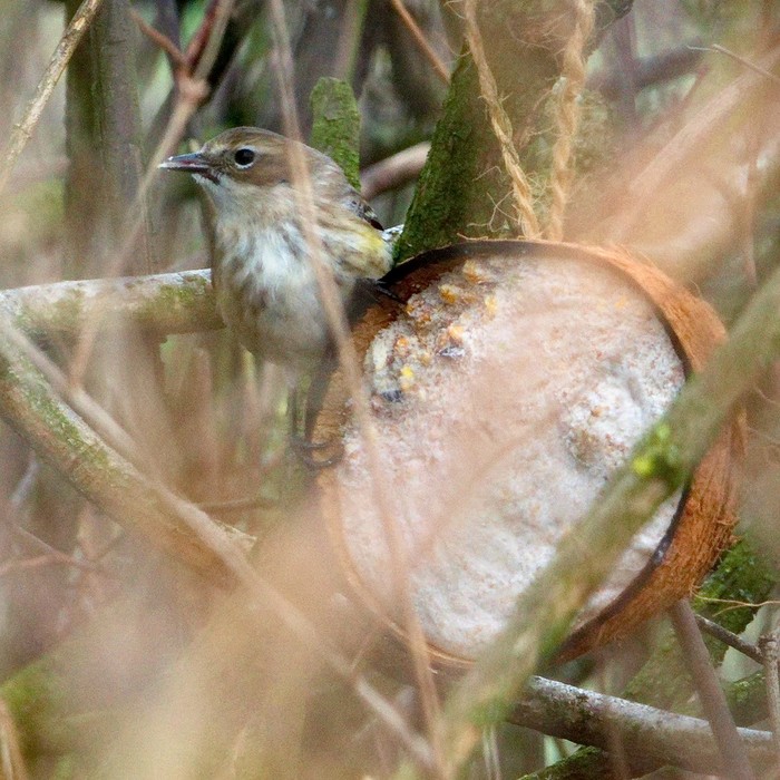 Myrtle Warbler