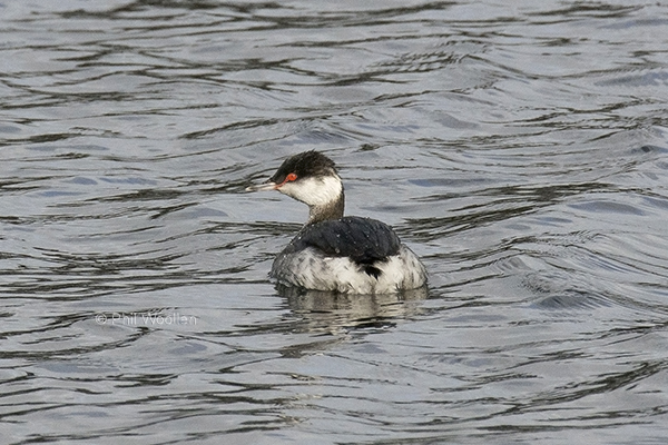 Slavonian Grebe