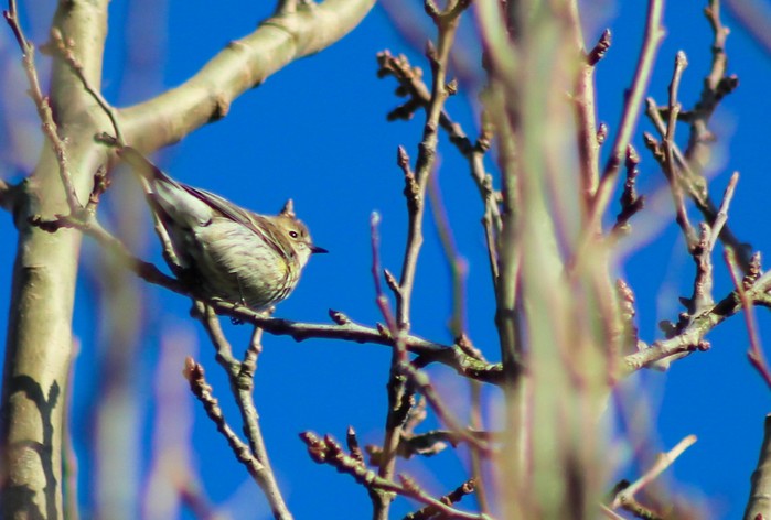 Myrtle Warbler