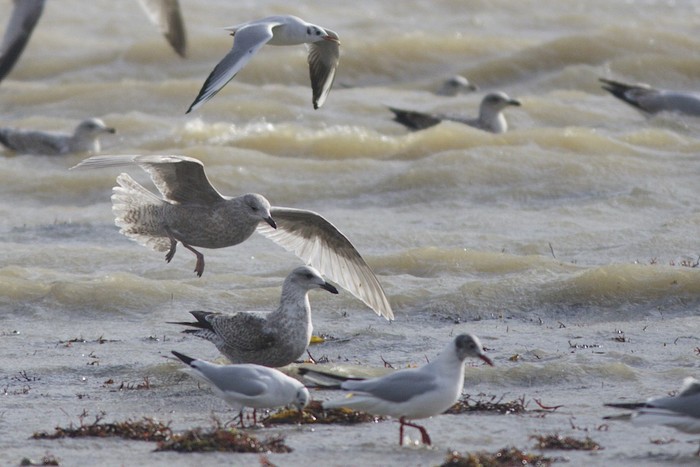 Kumlien's Gull