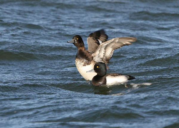 Lesser Scaup