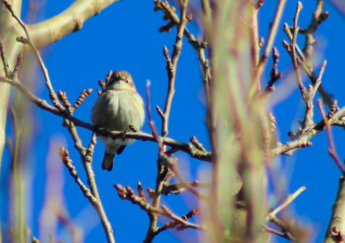 Myrtle Warbler