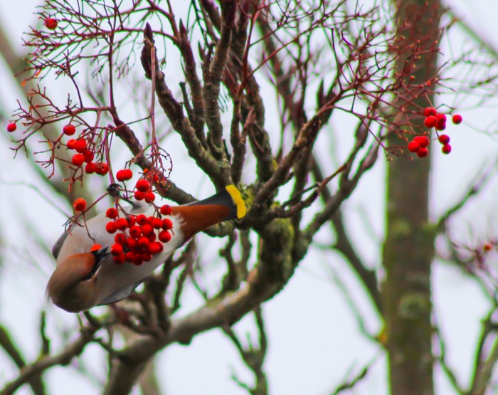 Waxwing