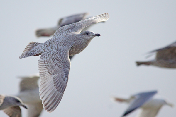 Kumlien's Gull