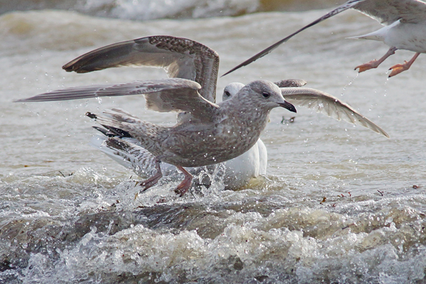 Kumlien's Gull