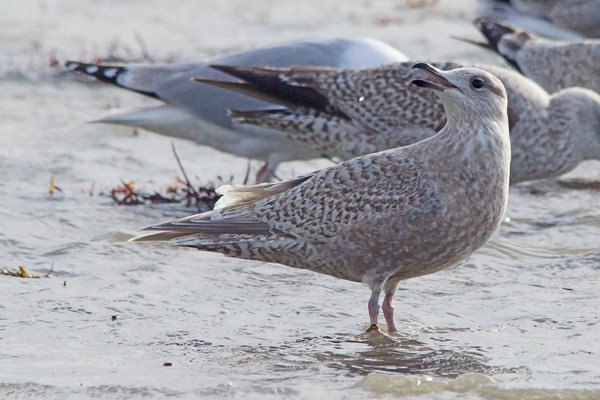 Kumlien's Gull