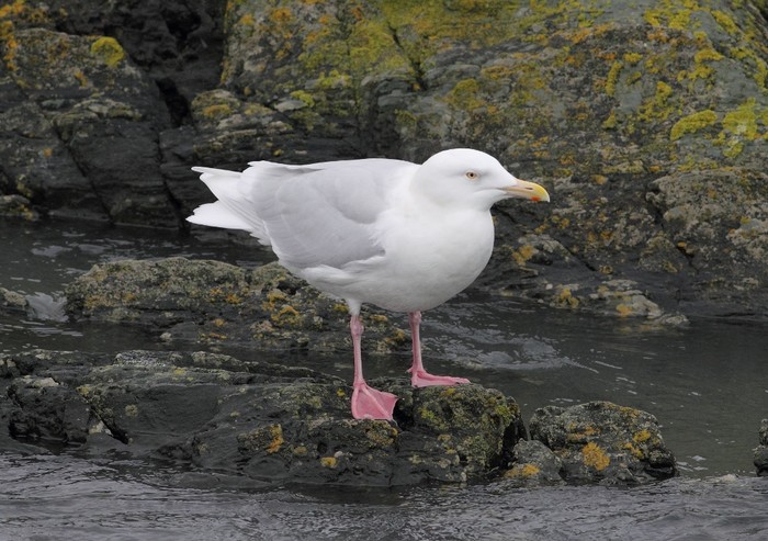 Glaucous Gull