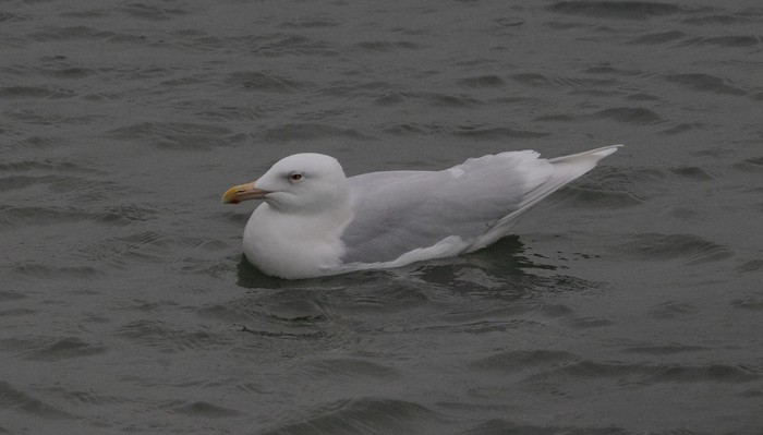 Glaucous Gull