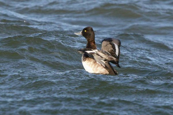 Lesser Scaup