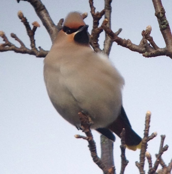 Waxwing