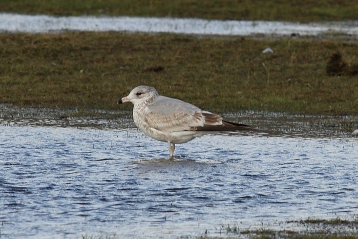 Ring-billed Gull