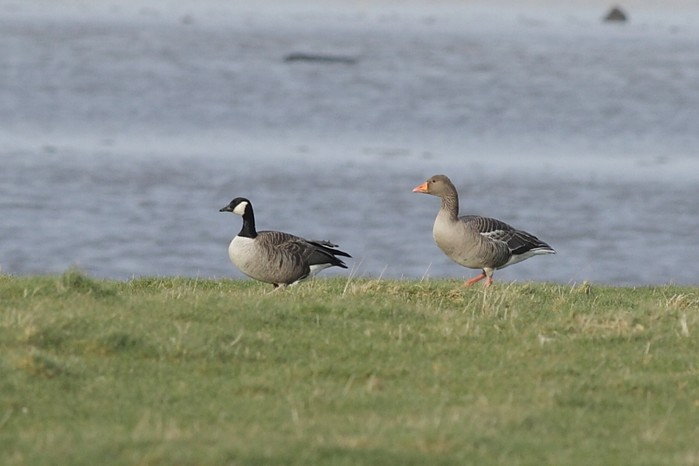 Todd's Canada Goose