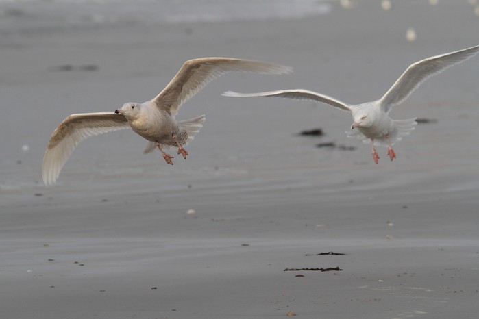 Glaucous Gull