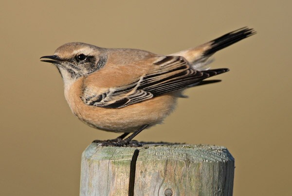 Desert Wheatear