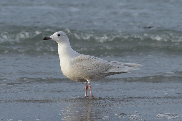 Iceland Gull