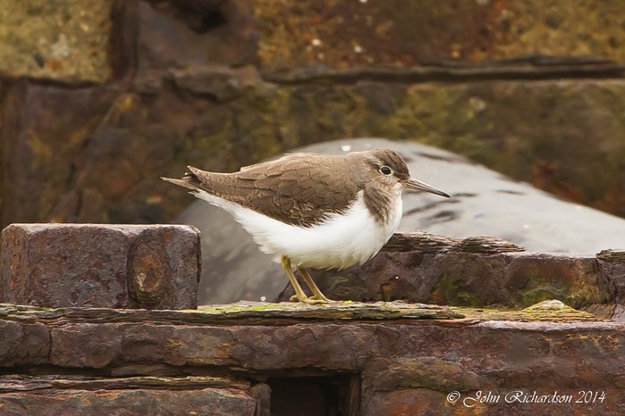Common Sandpiper