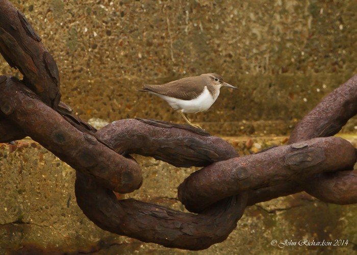 Common Sandpiper
