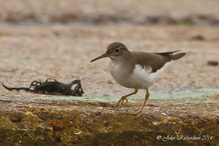 Common Sandpiper