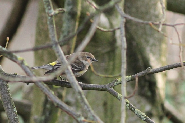 Myrtle Warbler