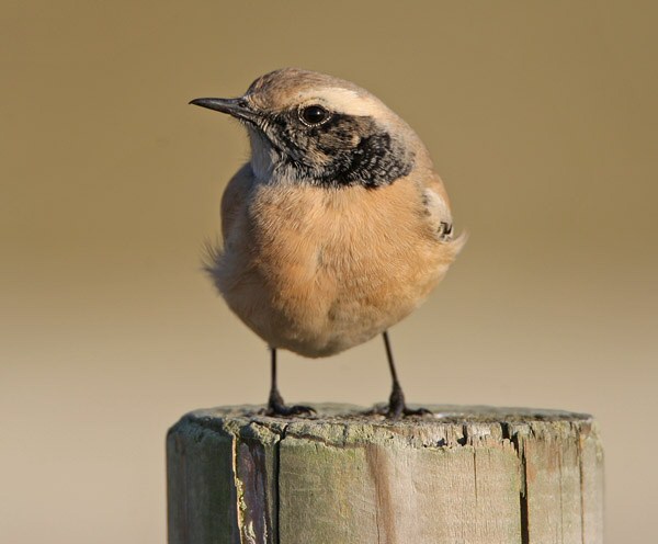 Desert Wheatear